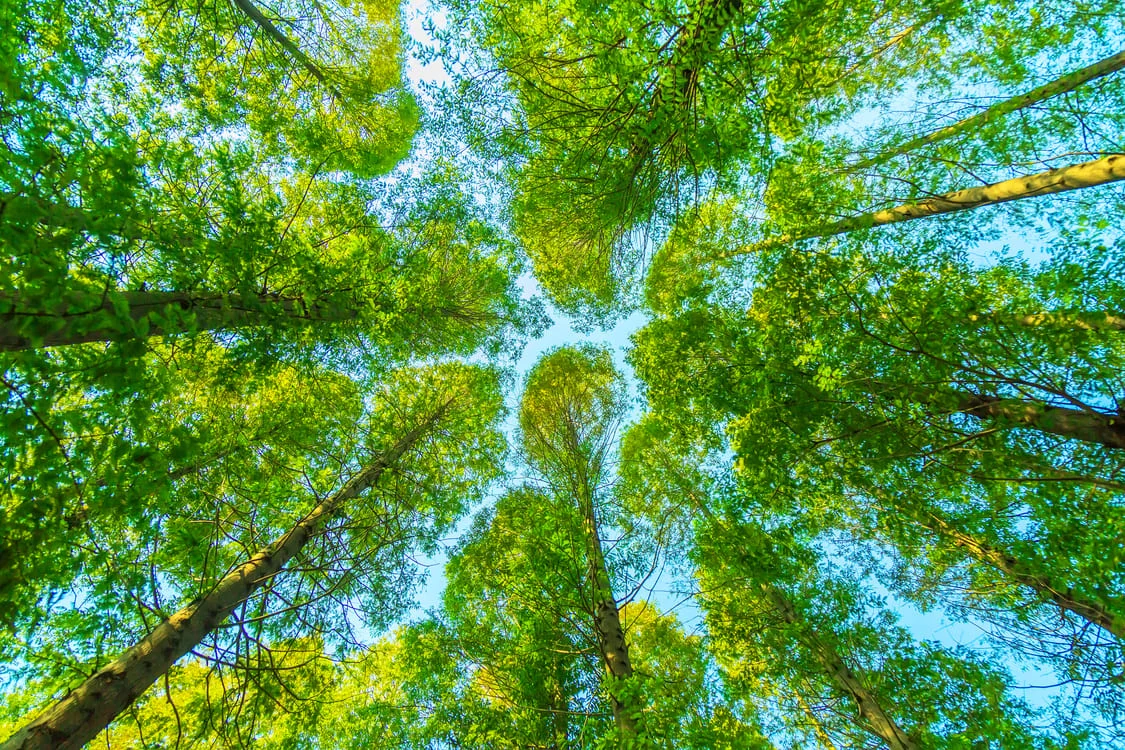 Forêt de grands arbres avec un beau ciel bleu, vue depuis le sol